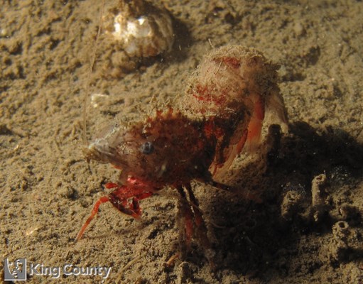 Photo of Paracrangon echinata